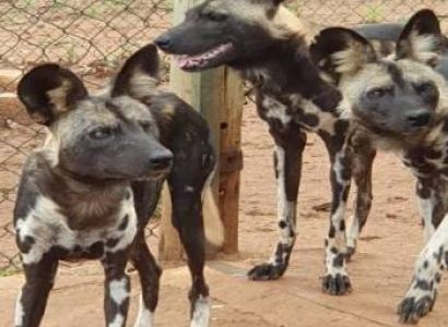 13 days 12 nights in Tarangire, Serengeti, Ngorongoro Conservation area