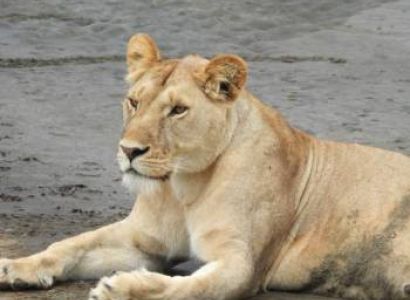 13 days 12 nights in Tarangire, Serengeti, Ngorongoro Conservation area