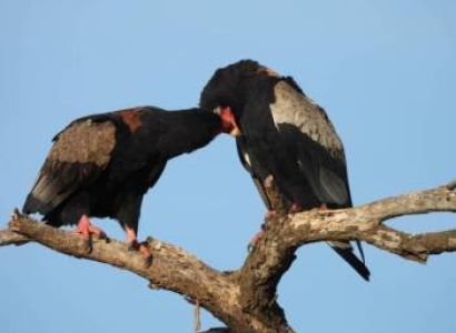 13 days 12 nights in Tarangire, Serengeti, Ngorongoro Conservation area