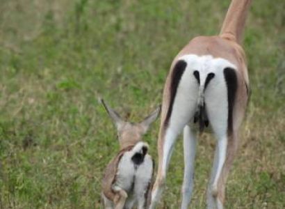 13 days 12 nights in Tarangire, Serengeti, Ngorongoro Conservation area