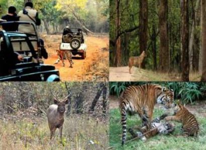 4 Night - 5 Days Maharashtra Wildlife Tour