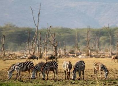 10D Tanzania Drive In Fly Out Luxury Safari Tour