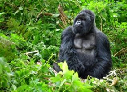 4 Days Mountain Gorilla Trekking Safari In Rwanda Tour