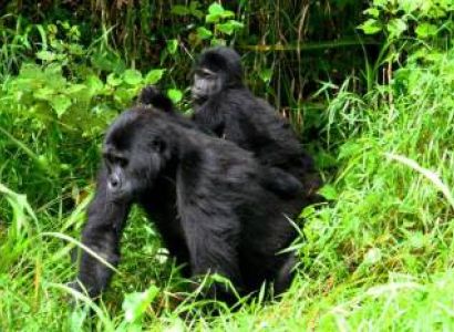 Kisoro Tour Packages
