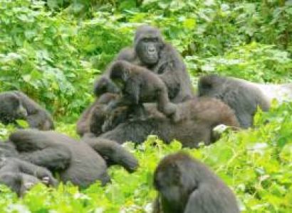 4 Days Mountain Gorilla Trekking Safari-Road Safari Tour