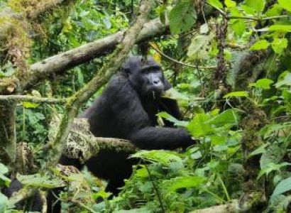 Kampala Tour Packages