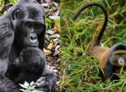 7 Days Mountain Gorilla - Chimpanzee Trekking Safari Rwanda Tour