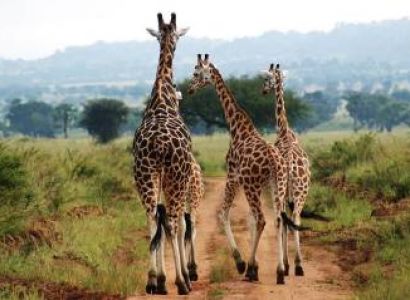Kampala Tour Packages