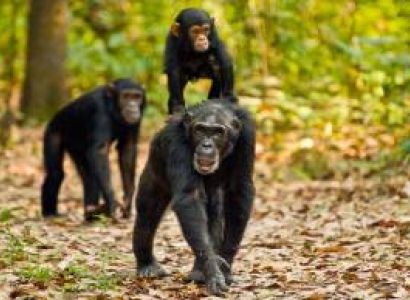11 Days Chimpanzee Trekking At Mahale And Gombe Tour