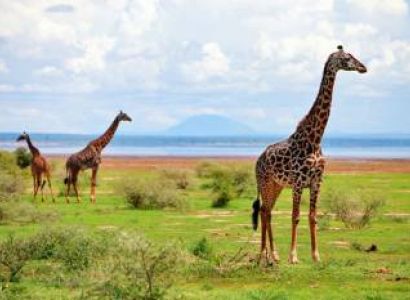 9 Days Best Of Kenya - Tanzania Safari Tour