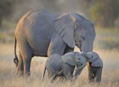 3 Days Tanzania Safari Tour