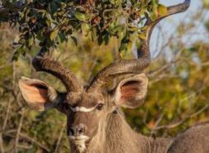 5 Days Tanzania Safari Tour