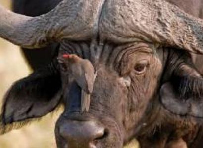 Manyara Tour Packages