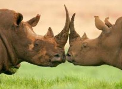 5 Days Big 5 Tanzania Safari Tour