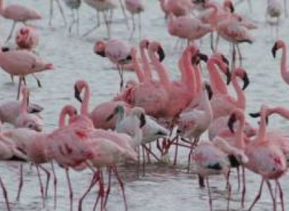 5 Days Group Joining Tanzania Safari Tour