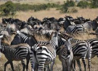 7 Days Tanzania Northern Circuit Safari Tour