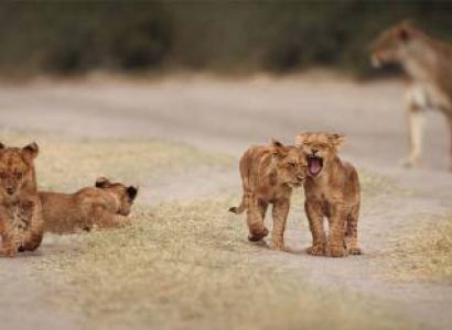 Manyara Tour Packages