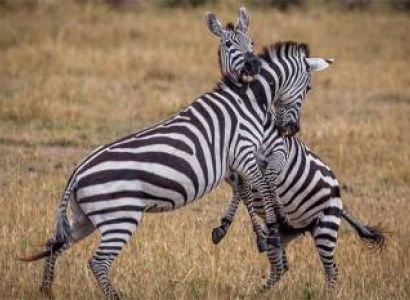 Ngorongoro Tour Packages