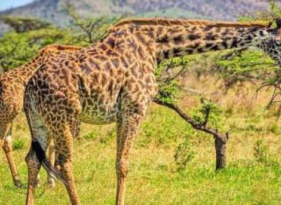 Ngorongoro Tour Packages