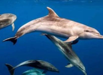 5 Days Zanzibar Beaches Safari Tour