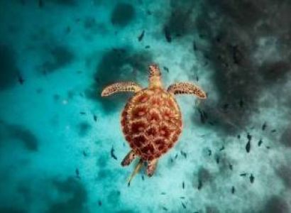 7 Days Zanzibar Beaches Safari Tour