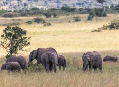 2 Days 1 Night Nairobi to Masai Mara Discovery Safari