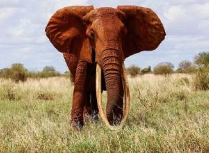 4Day Tsavo East - Tsavo West - Amboseli Park - Classic Parks Safari Tour