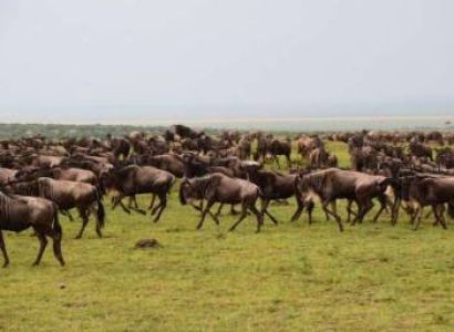 4 Day Masai Mara Fly In Safari From Nairobi