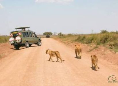 1Day Nairobi National Park - Group Safari Tours