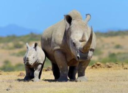 2 Day Ol Pejeta Group Safari Tour