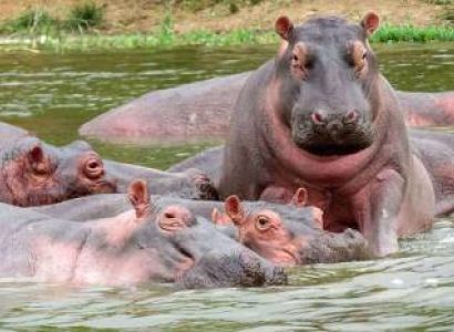 Half Day Private Safari Tour Of Nairobi National Park