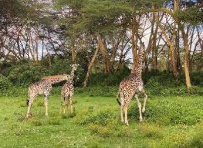 1 Day Nairobi National Park - City Tour