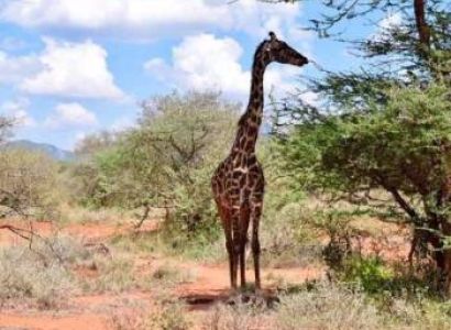 Full Day Africa Safari Excursions From Nairobi