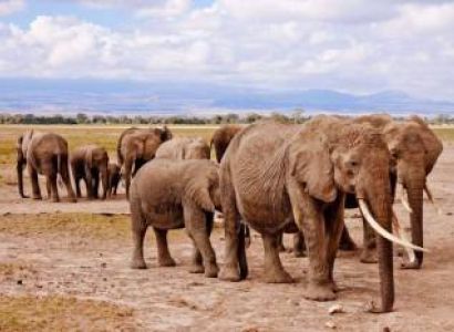 5 Day Masai Mara - Lake Naivasha - Amboseli Safari Tour
