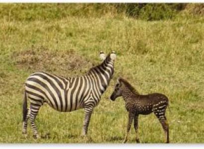 6-Day Best Of Kenya Safari Tour