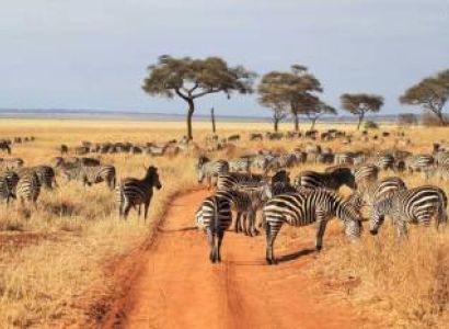 14 Days - 9 Parks Ultimate Kenya - Tanzania Safari Tour