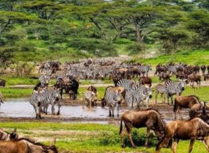4-Day Best Of Tanzania Fly - Drive Safari Tour