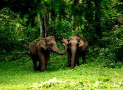 Best Of Wayanad In 3 Days Tour