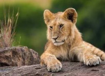 3 Days The Greatest Masai Mara Lake Naivasha Safari Tour