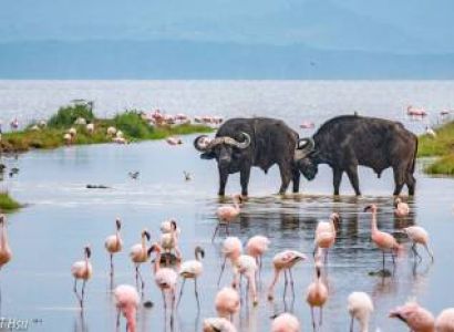 4 Days Lake Naivasha - Nakuru Maasai Mara Safari Tour