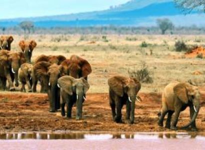 5 Day Amboseli - Naivasha - Mara Safari Tour