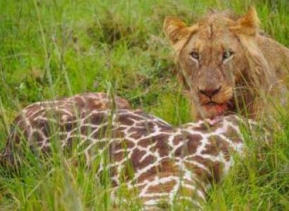 4 Days Ultimate Safari Lake Nakuru And Masai Mara Tour
