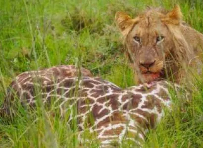 3 Days Masai Mara Safari Packages Tour