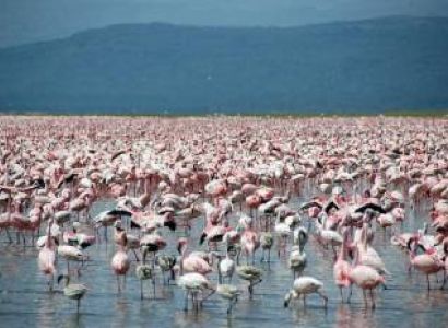 4 Days Mara - Lake Nakuru National Park Tour