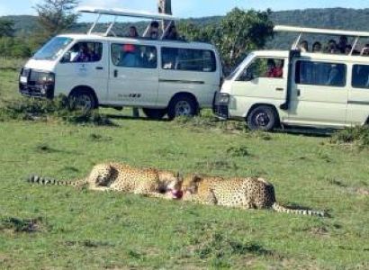 6 Days Mara - Lake Nakuru - Amboseli Tour