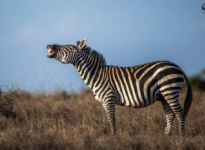 3 Days to Maasai Mara