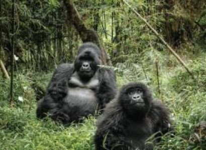 Marvels Of Uganda Safari 5 Days Tour