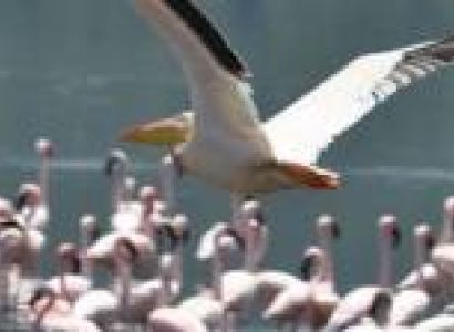 3 NIGHTS TO LAKE NAKURU & MAASAI MARA