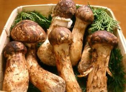 10 Night Bhutan - Matsutake Mushroom Festival Tour