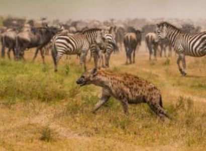Ngorongoro Tour Packages